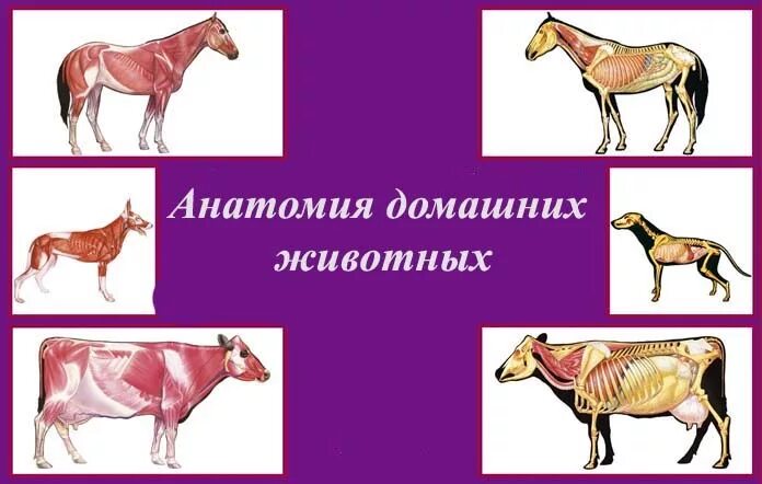 Осевой скелет лошади анатомия. Атлас анатомический мышечная система собаки. Анатомия животных ветеринария суставы. Плакаты по анатомии животных. Анатомия животных ветеринария мышцы.