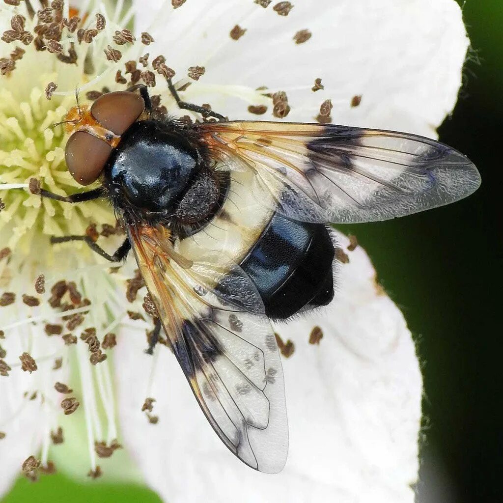 Журчалка прозрачная volucella pellucens. Шмелевидки мухи. Муха шмелевидка. Журчалка прозрачная volucella pellucens. Volucella bombylans.