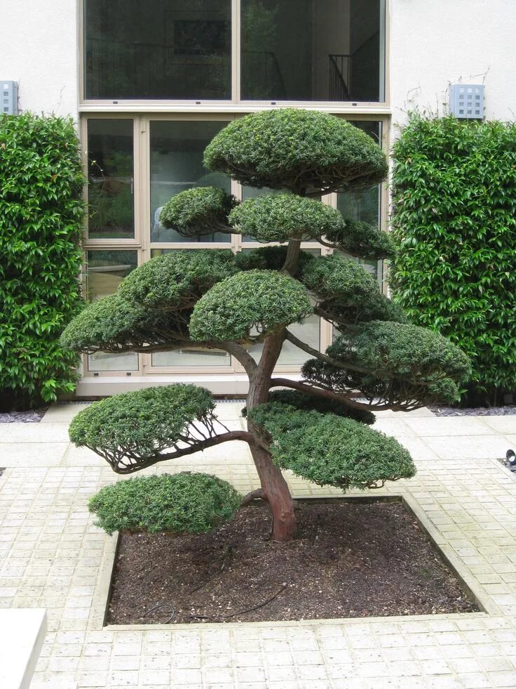 Instagram post by hoffi * May 30, 2016 at 9:50am UTC Japanese garden plants, Fro