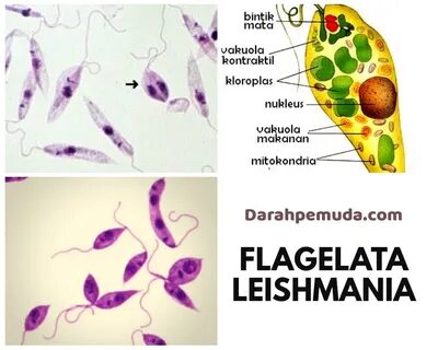 Leishmania tropica