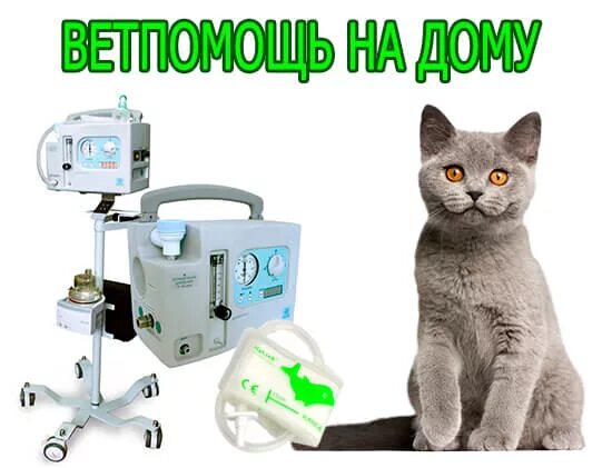 ветпомощь воскресенск