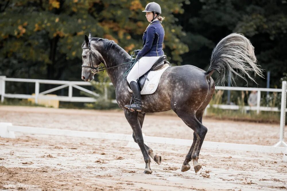 Кск конная лахта. Тинкер выездка. Кск факт ольгино. Верховая езда. Санкт петербург кск факт.