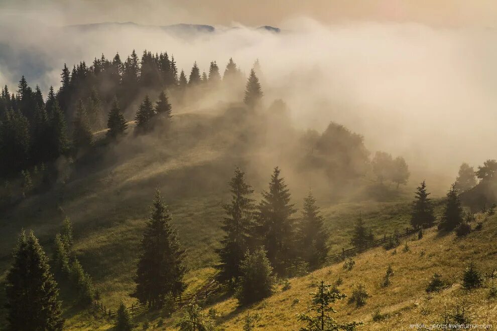 туманная радуга вертикально. утренний рассвет. рассвет в лесу. лес после дождя. туманно ярких.