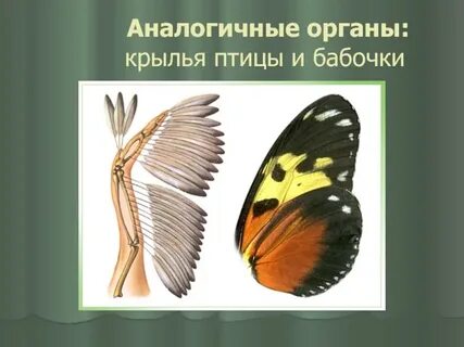 Орган бабочки