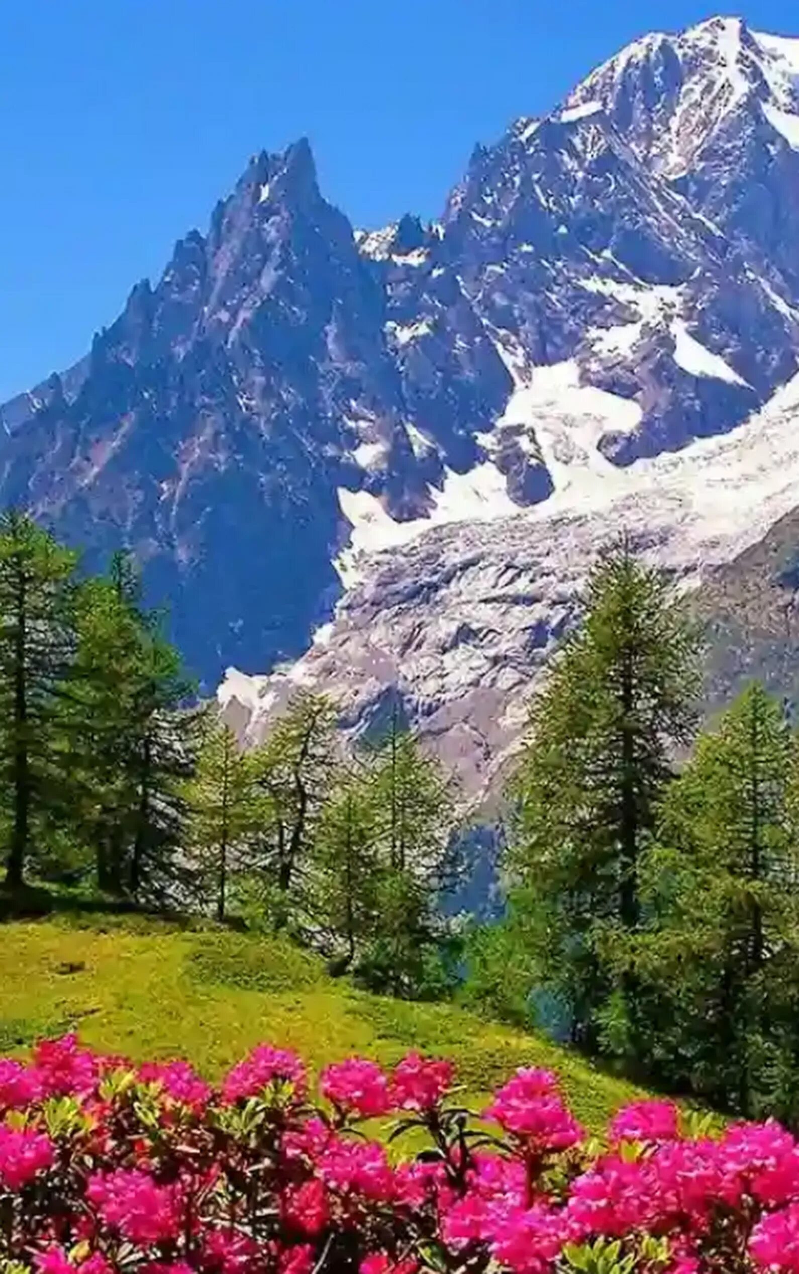 Альпийские Луга Швейцария. Альпийские Луга Швейцария Альпийские Луга Швейцария. Цветет Вереск в Альпах Швейцарии. Франция Альпы горы Луга. Beautiful sites