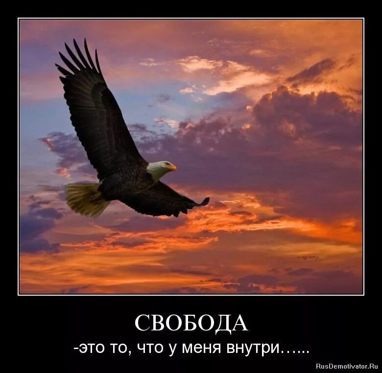 Свобода всегда. "Белоголовый Орлан". Парящий Орел. Я свободен. Орел парящий в небе.