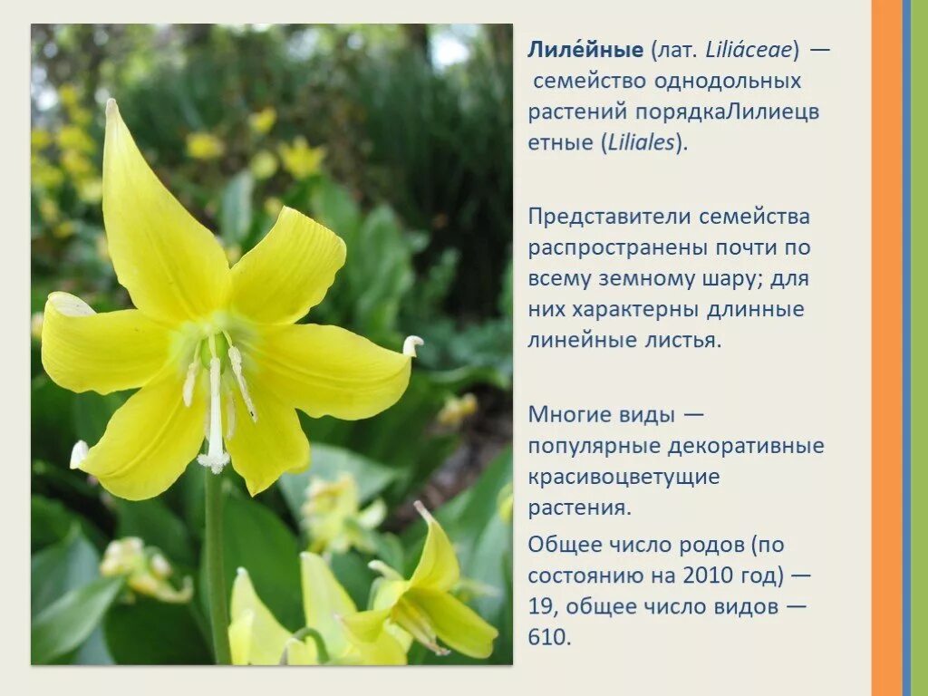 Растения семейства лилейных можно. Семейство Лилейные Лилия. Однодольные Лилейные растения. Однодольные семейство Лилейные представители. Описание цветка лилейных.