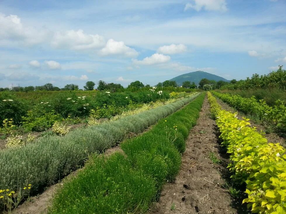 перкальский арборетум пятигорск. лермонтовский питомник пятигорск. совхоз декоративных культур. перкальский питомник пятигорск. декоративные культуры пятигорск.
