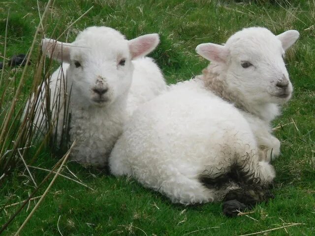 Ягненок 3 месяца. Овца и баран разница. Lambs_field горячие. Минилоп и баран разница. Чем отличается баран от ягненка.