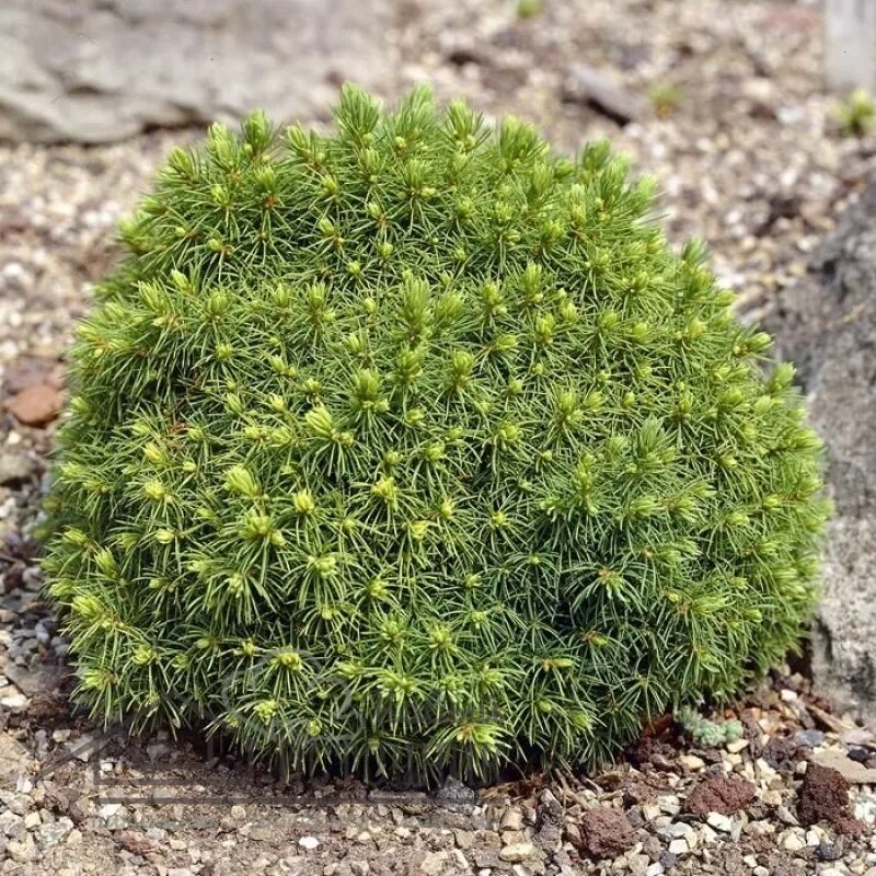 Ель сизая (Picea glauca) “Alberta Globe”.