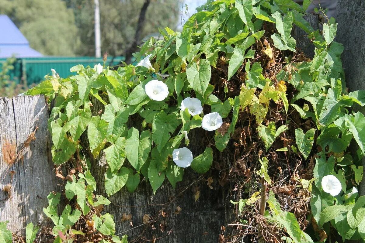 Сорняк вьюнок полевой березка. Вьюнок полевой березка. Вьюнок полевой (convolvulus arvensis). Вьюнок полевой. Вьюнок полевой.
