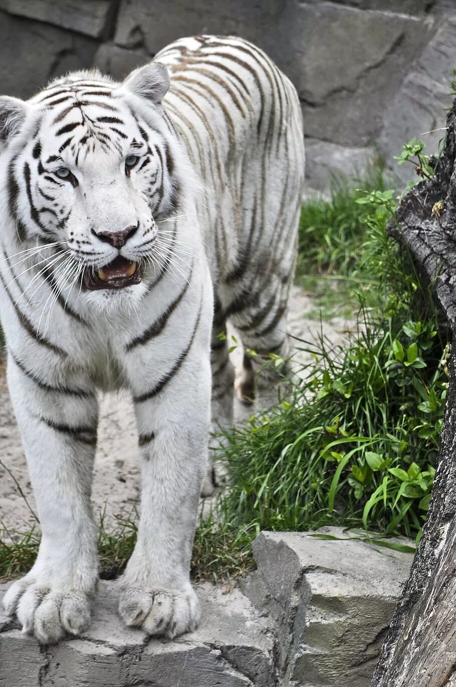 Тигр жив 2. Тигр жив. Тигр в живой природе. Белый тигр в природе. Солнечный остров Краснодар белый тигр.