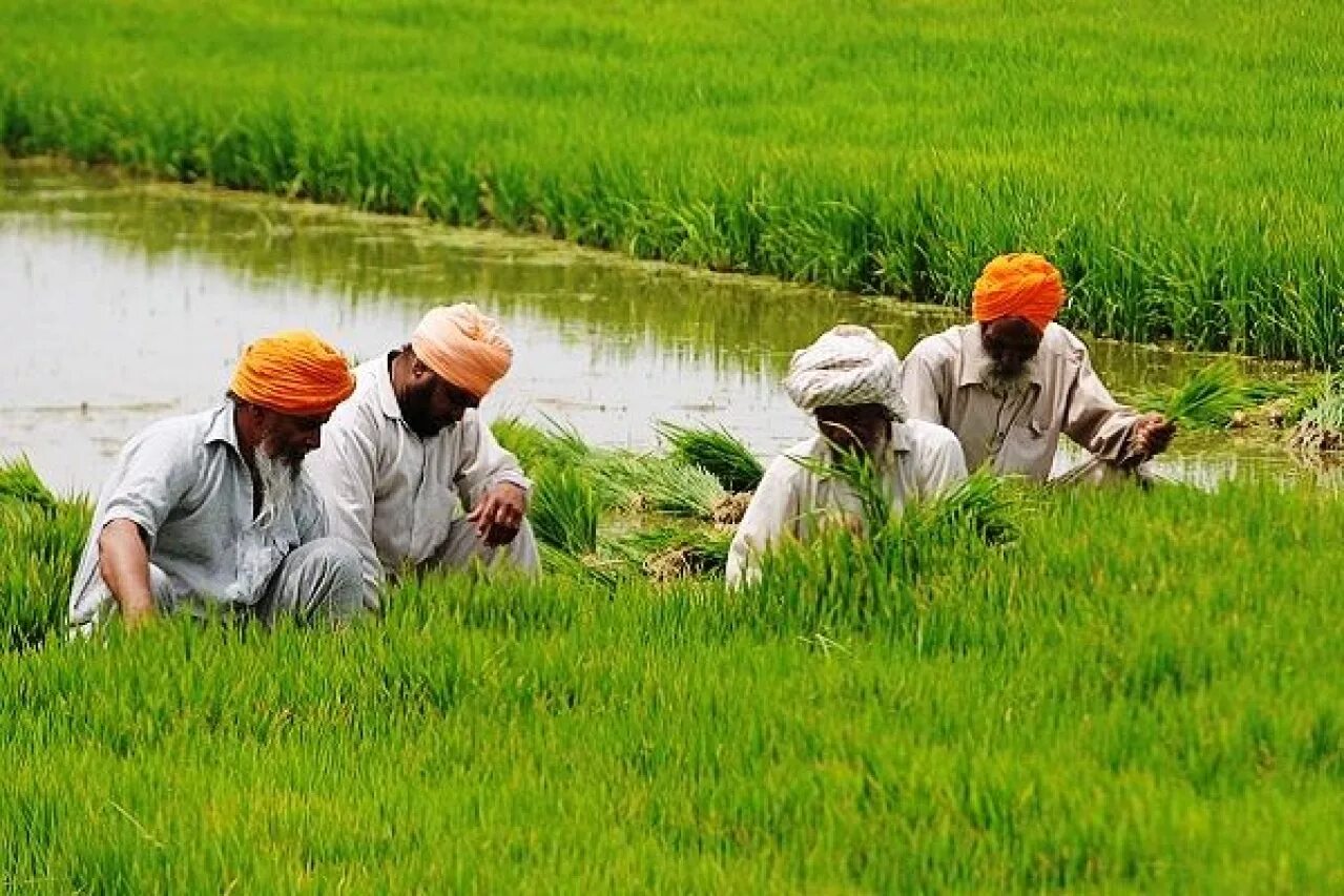 Пенджаб орошение. Indian Farmer. Punjab Индия Таксила. Зеленый цвет в Индии. In northern india they harvest their