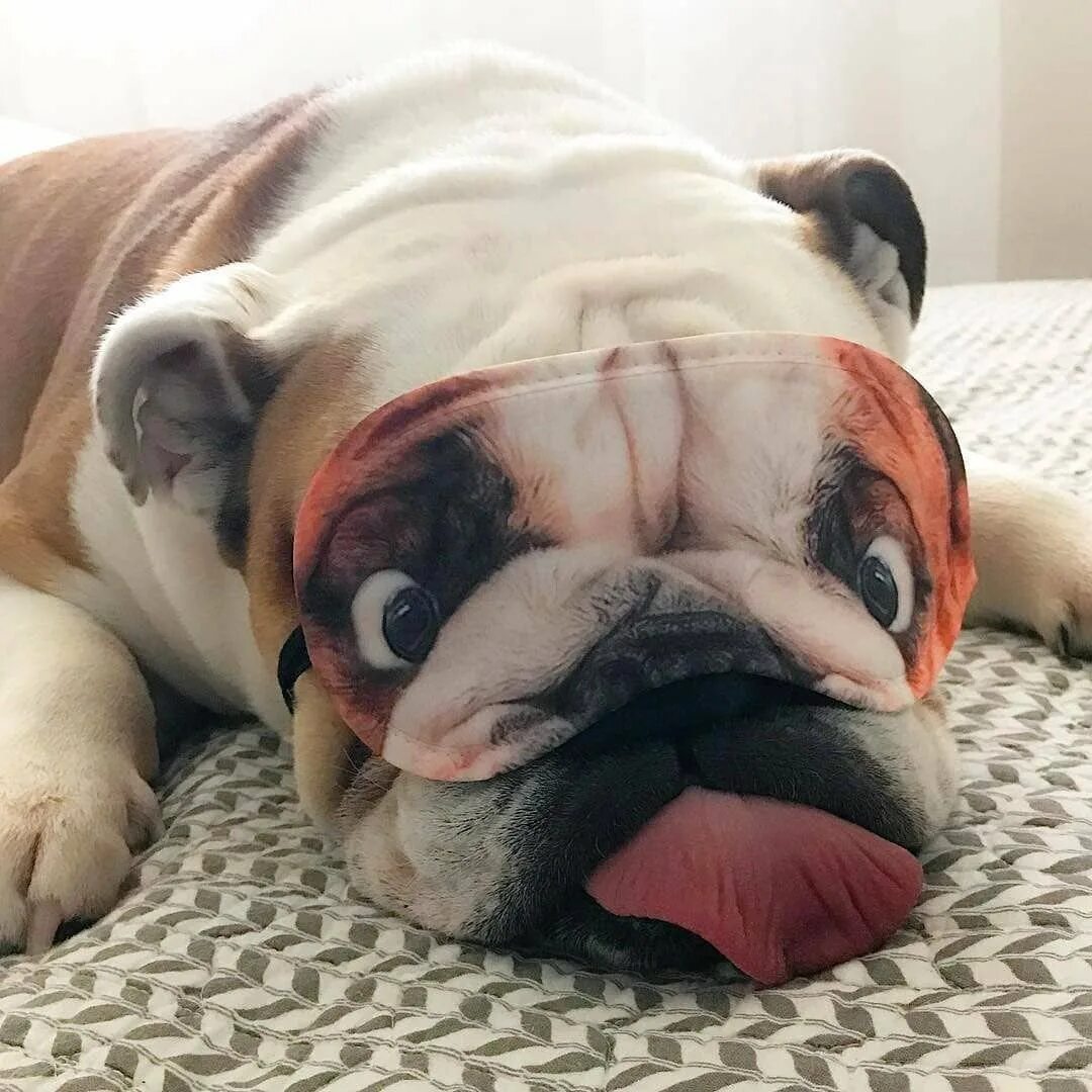 Смешные бульдоги фото. Английский бульдог ржакк. смешной английский бульдог. забавный бульдог. смешные бульдожки.
