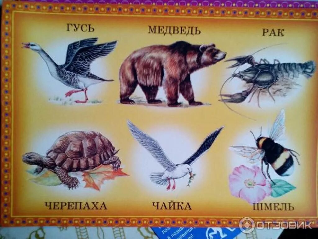 Для каждого животного из первого
