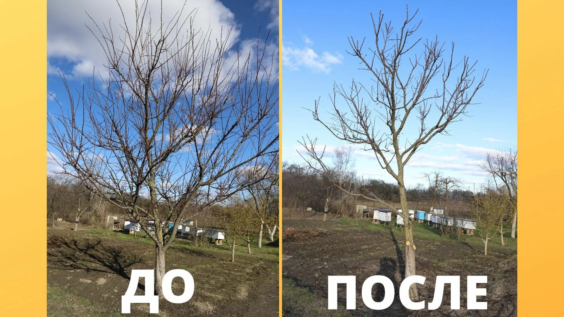 Обрезать абрикос летом как правильно. Обрезка плодовых деревьев весной абрикос. обрезать абрикос весной. летняя обрезка абрикоса. абрикос формировка кроны.