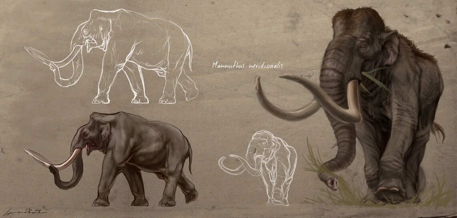 Мамонт Сунгари (Mammuthus sungari). Халхута мамонт. Mammuthus meridionalis. Африканский мамонт (Mammuthus subplanifrons Osborn, 1928). Мамонт блад