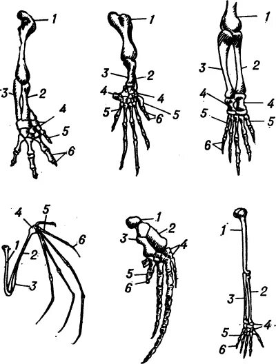 Скелет передних конечностей у млекопитающих. Гомология скелета передней конечности позвоночных. Пятипалые конечности у животных. Скелет передних конечностей лягушки. Гомология конечностей млекопитающих.