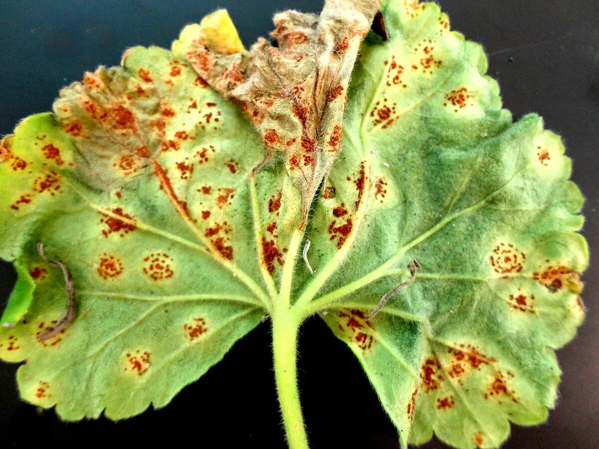 Вредители герани. Альтернариоз пеларгонии. Ржавчина пеларгонии (Puccinia pelargonii-zonalis Doidge). Кольцевая пятнистость герани. Альтернариоз герани.