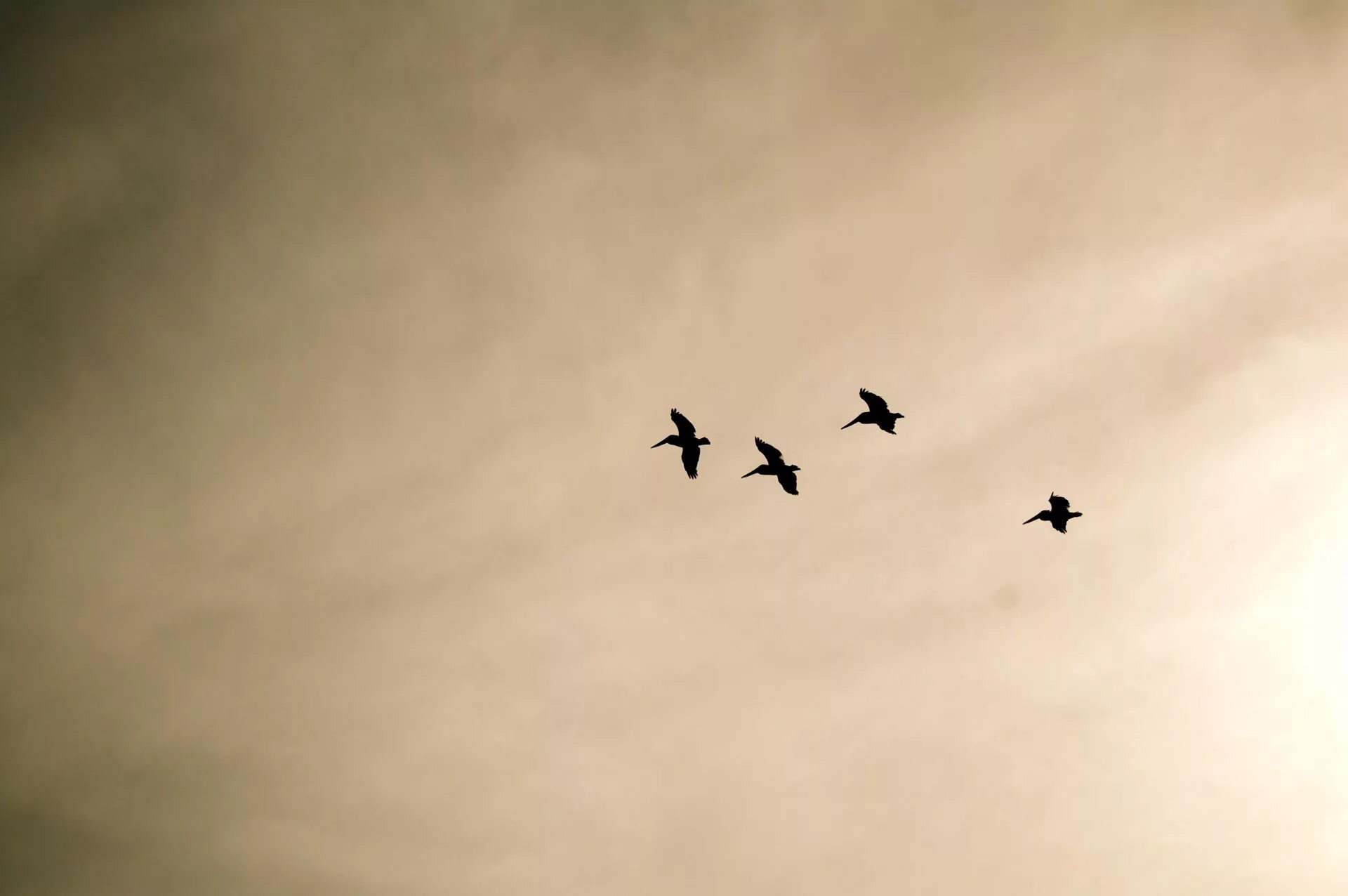 Птицы в небе. Облака с птицами Графика. Чайка в небе сепия. Рисунок стая птиц в полете.