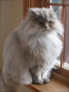 Persian me