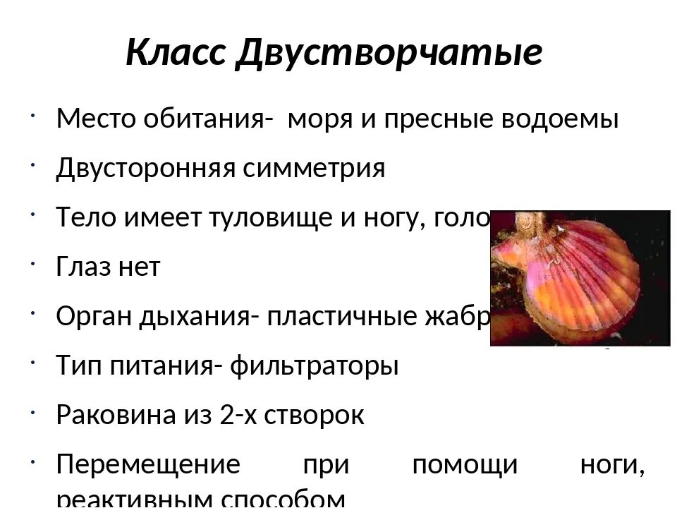 Класс моллюски кратко