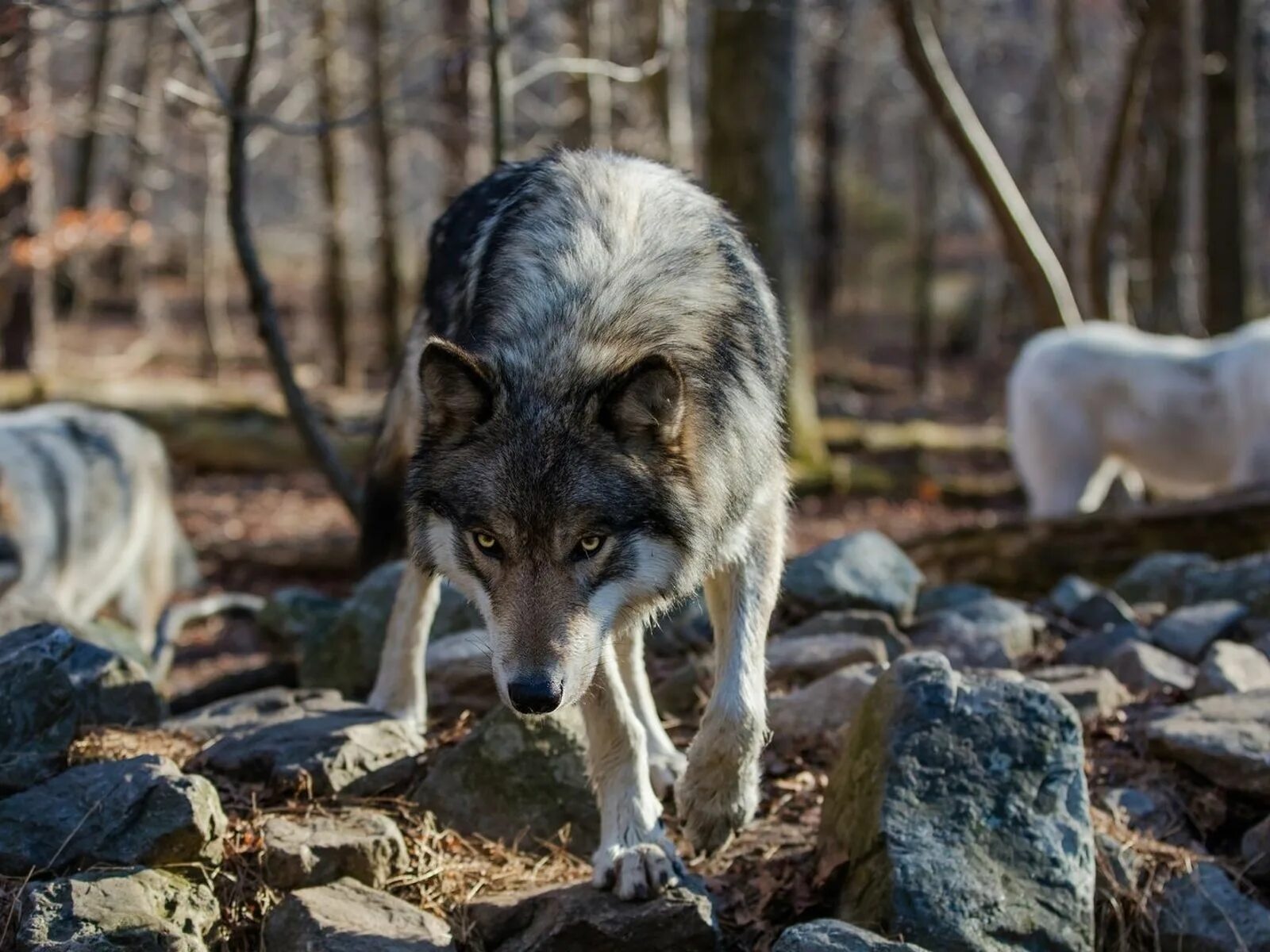Волки вышли к людям. Волки вышли к людям. Волк в зимнем лесу. Смелый волк. Волки вышли к людям.