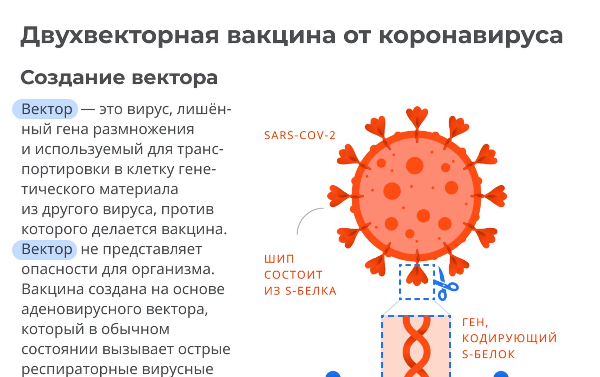 Иваново ситуация коронавируса. Состав вакцины от коронавируса. эффективность вакцинации от коронавируса. прививки от коронавируса названия и различия.