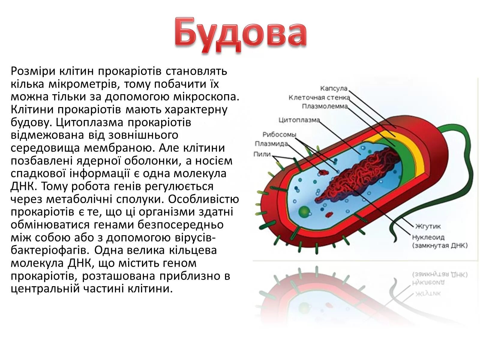 Бактерия замкнутая днк. Прокаріоти. Прокаріоти приклади. Структури еукаріотичної клітини. Клеточная структура содержащая.