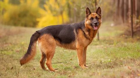 Ұлы Сүлеймен