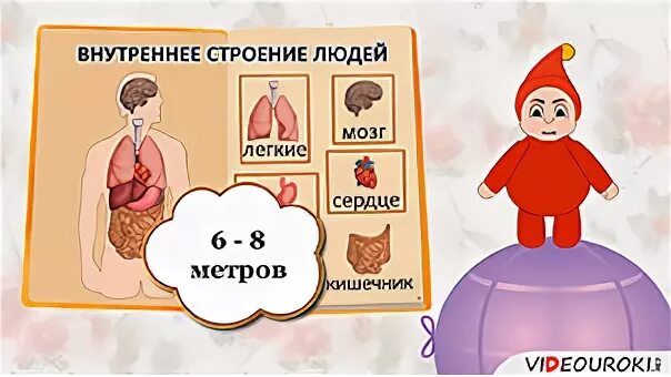 Человек окружающий мир 3 класс видеоурок
