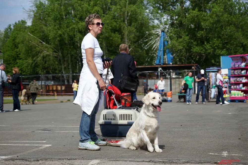 На выставке собак. Выставка собак на улице. Выставка собак в Измайлово. Выставка собак Пермь 2022.