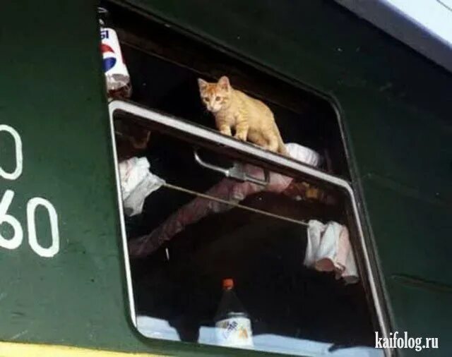 Кот железная дорога. Кот в поезде. Кот в электричке. Котик едет в электричке. Смешной кот в поезде.