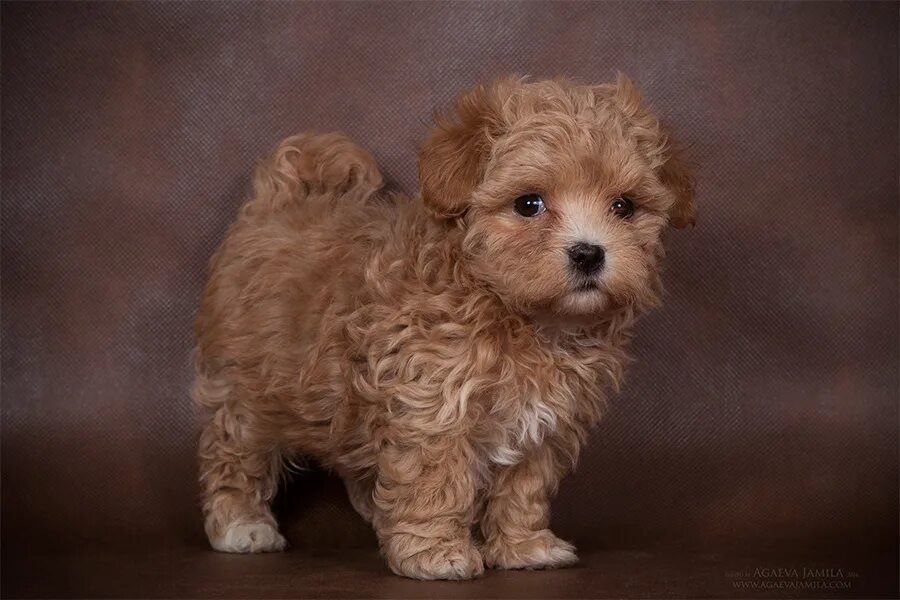 мальтипу браун. мальтипу толик ирины мягковой. мальтипу. мальтипу браун. стрижки мальтипу девочки.