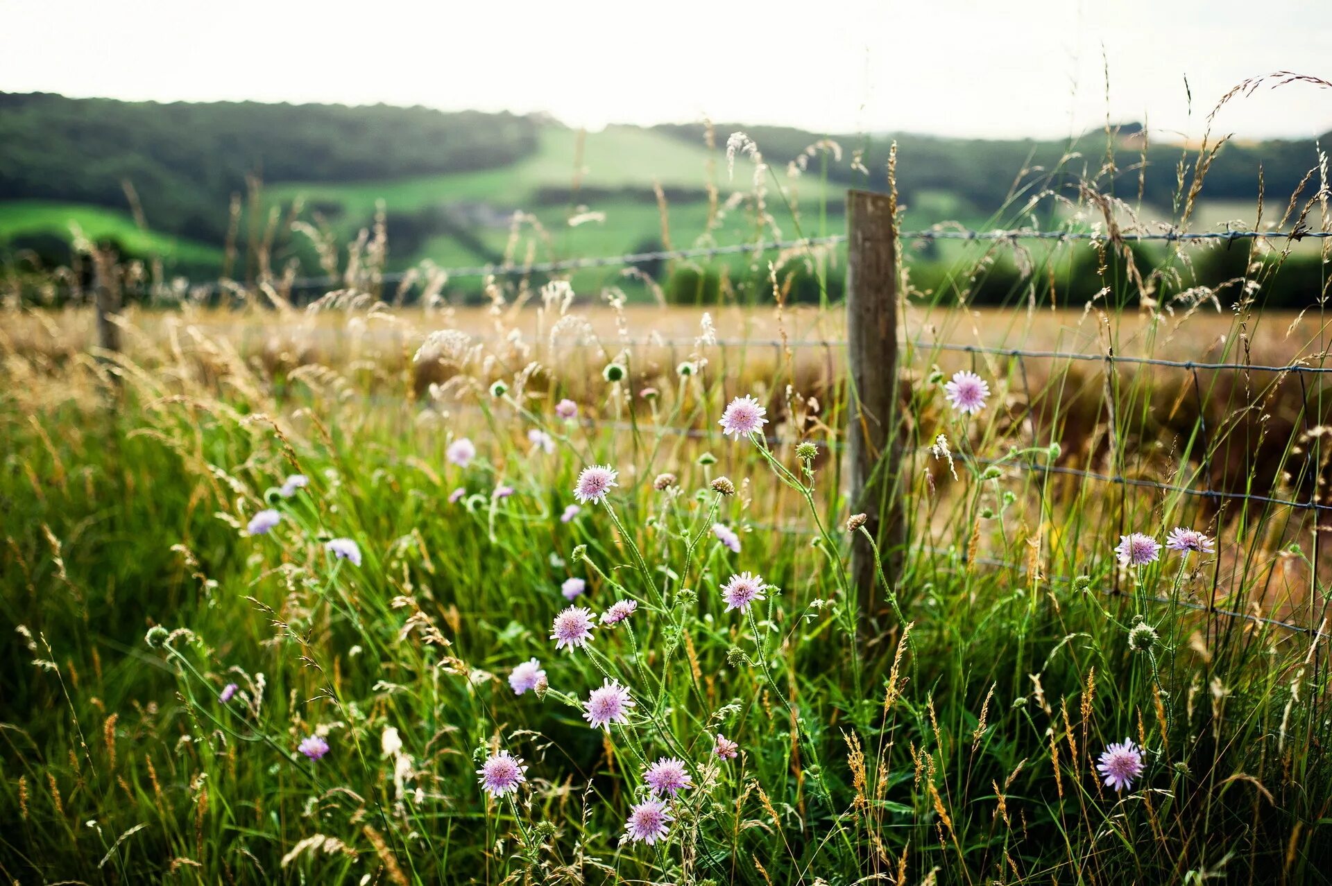 Лесное разнотравье. Летние травы. Трава в деревне. Природа трава. Поле с высокой травой.
