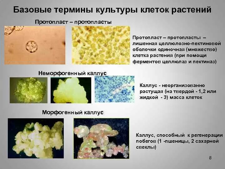 Культура клеток растений. Культура протопластов клеток растений. Растительная клеточная культура. Культура растительных клеток и тканей это.