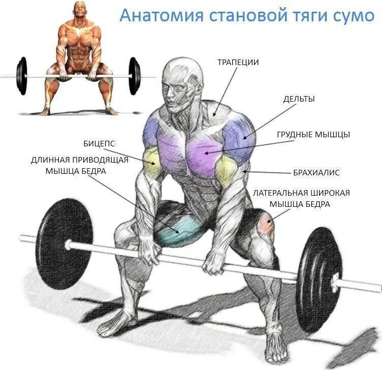 Почему называется тяга. Становая тяга сумо техника. становая тяга сумо анатомия. становая тяга сумо широкая постановка ног. тяга сумо со штангой.