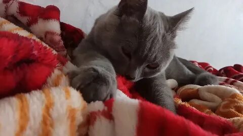 Почему коты топчут одеяло