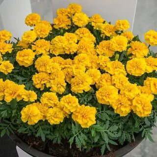 Бархатцы отклоненные
