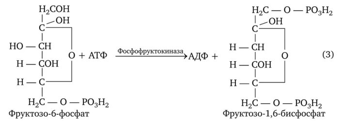 Фруктозо 6 фосфат АТФ фруктозо 1 6 дифосфат АДФ. Фруктоза АТФ фруктозо-6-фосфат фермент. Фруктозо 1 6 бисфосфат формула. Фруктозо-6-фосфат фруктозо-1.6-дифосфат.