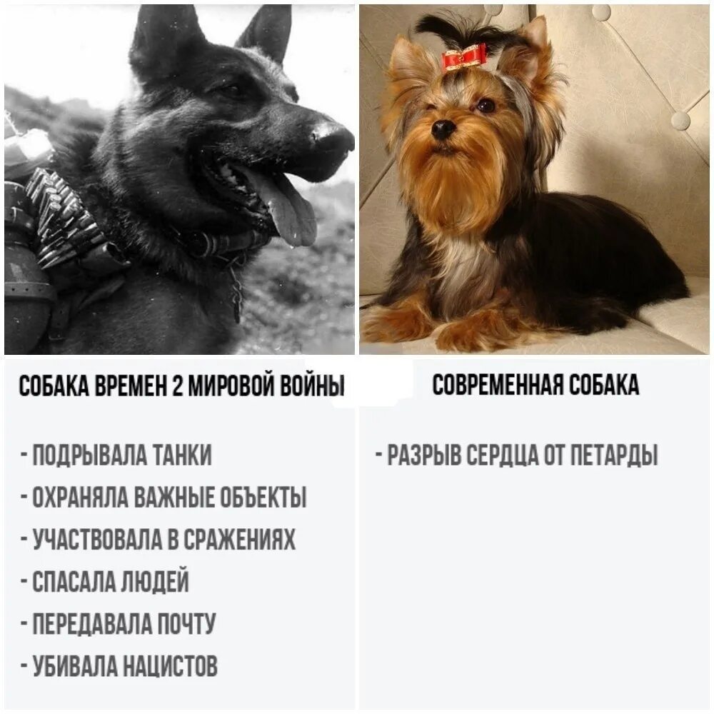 Что у меня нет собаки. Собаки раньше и сейчас. собаки раньше собаки сейчас. собаки раньше и сейчас мем. мемы с собаками собаки раньше и сейчас.