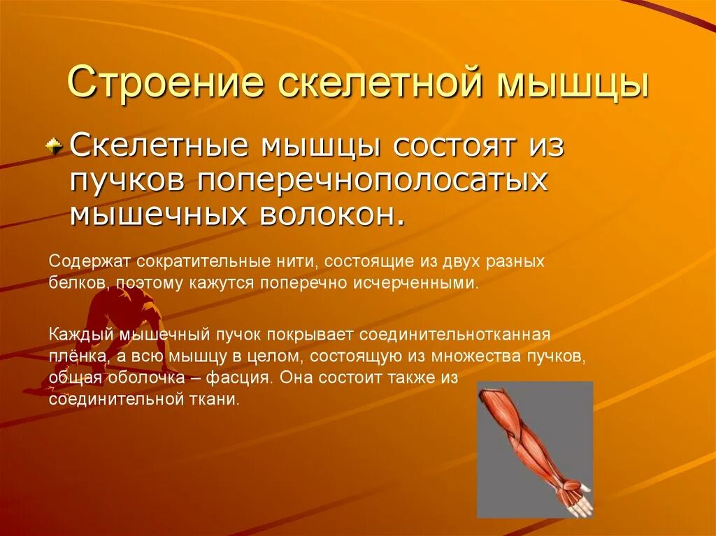 Хпрактерисьика скелетнвх свгц. Особенности скелетной мускулатуры. Характеристика скелетных мышц. Утомление скелетной мышцы. Поперечно полосатые мышцы.