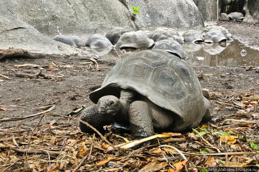 Сейшельские черепахи. Гигантская черепаха Альдабра. Черепахи на Сейшельских островах. Сейшельская гигантская черепаха. Сейшельские острова большие черепахи.