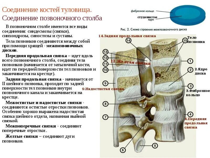 Эластическая связка