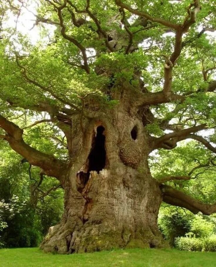 Old oak tree