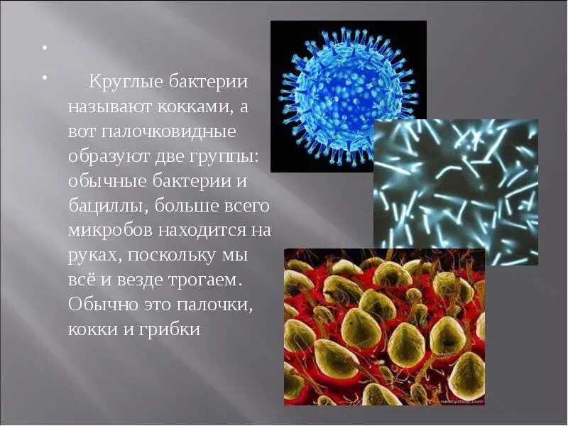 Бактерии округлой формы. Бактерия. Одиночные бактерии. Вся информация о бактериях. Название микробов.