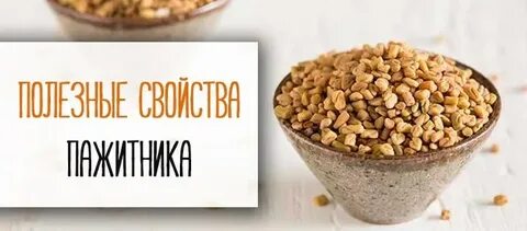 Пажитник польза и вред для организма