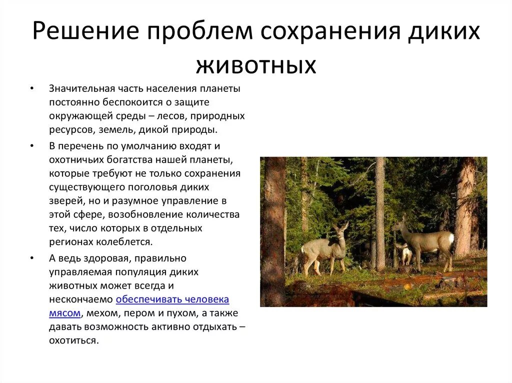 Популяция леса. Проблемы диких животных. Проблема сохранения животных. Животный мир природоохранные мероприятия. Проблемы сохранения живот.