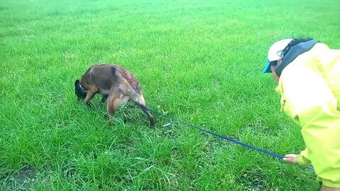 Видео малинуа в работе