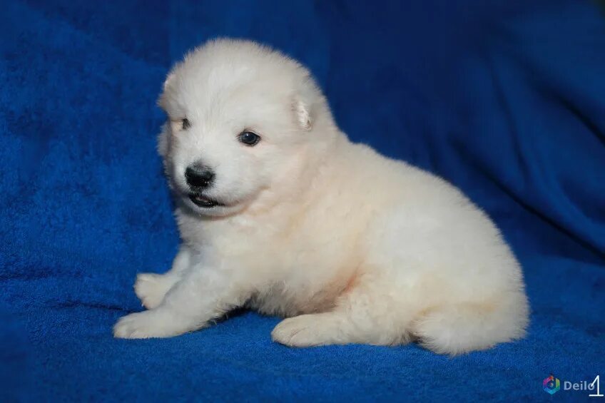 животные в добрые руки барнаул. г балашиха щенки в добрые руки. авито барнаул собаки. собака барнаул. авито барнаул животные собаки.